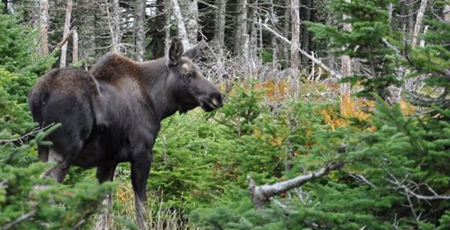 Wildlife tracking, bird watching, photography