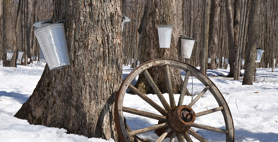 Maple Syrup in Muskoka