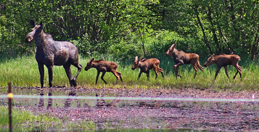 Wildlife in Muskoka